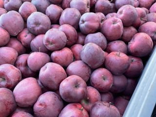 ordinario soiuri cal y manzanas de la más alta