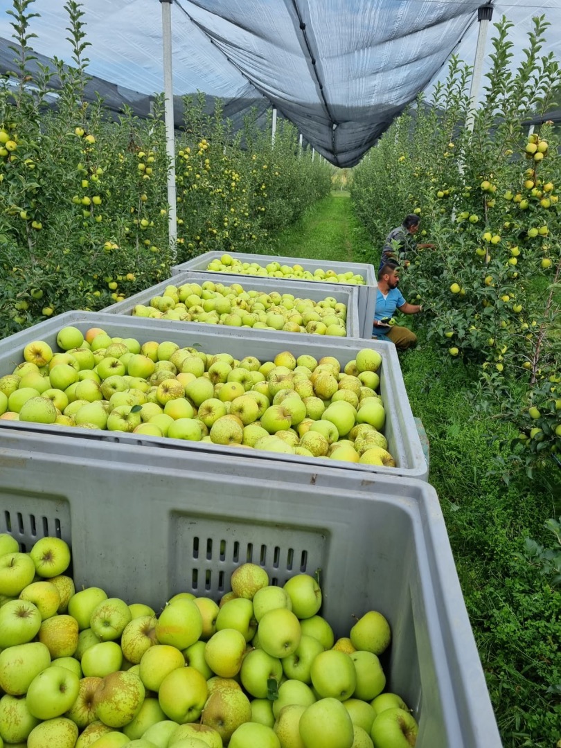 ordinario soiuri cal y manzanas de la más alta calidad