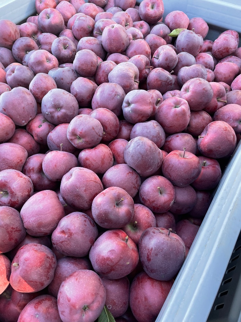 ordinario soiuri cal y manzanas de la más alta calidad
