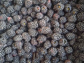 Venderé Blackberry de Ucrania. Sólo Cantidades TIR.
