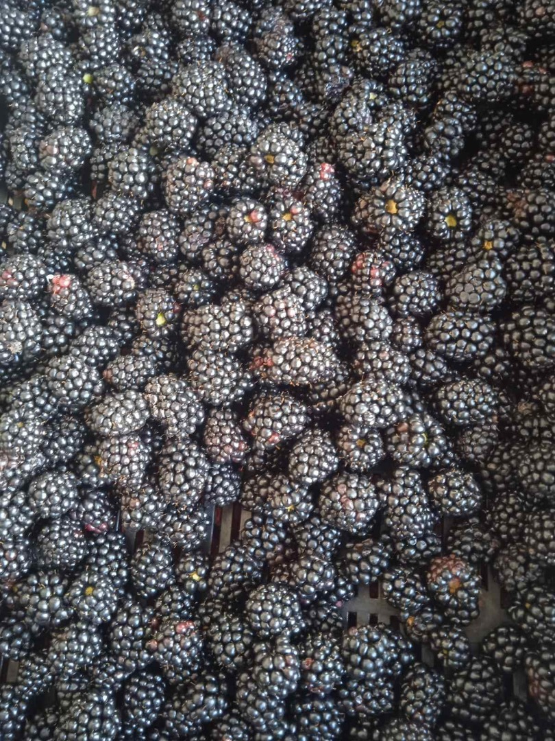 Venderé Blackberry de Ucrania