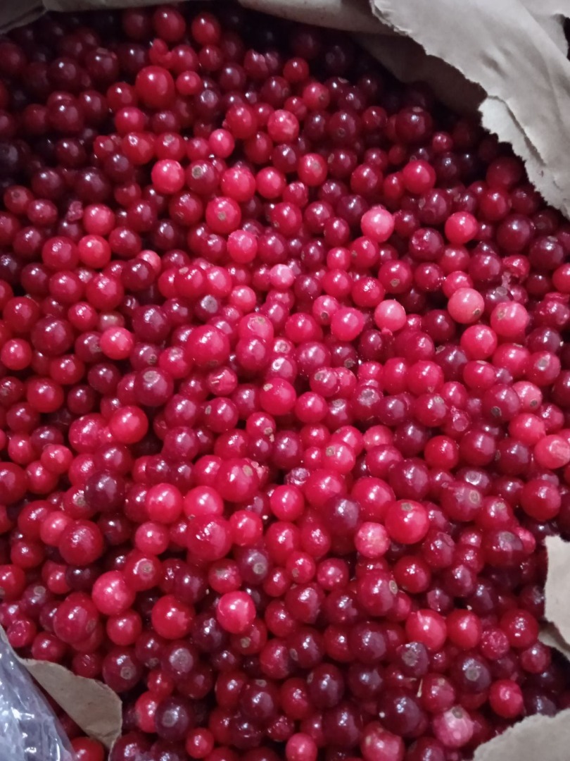 Venderé arándanos congelados de Ucrania