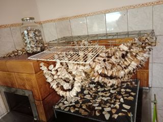 Hongos porcini secos tel739528443