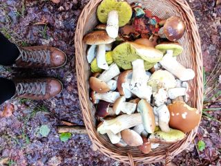 Hermosos hongos directamente de nuestro propio bosque en 64760