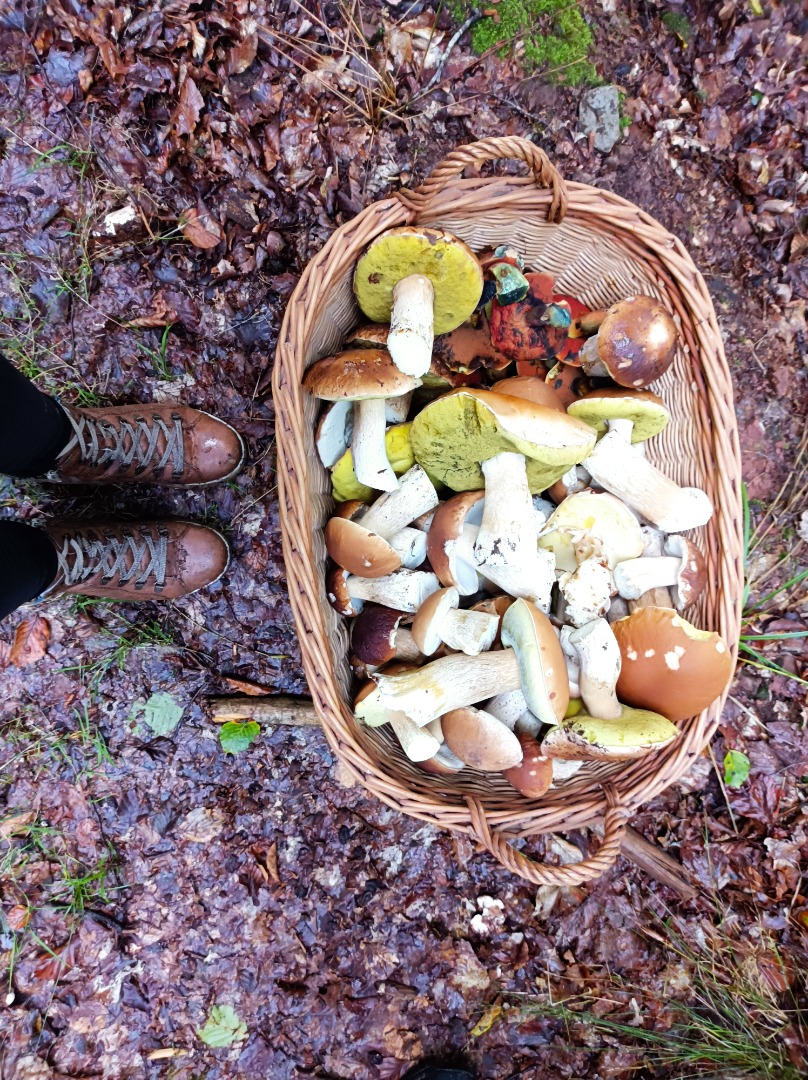 Hermosos hongos directamente de nuestro propio bosque en 64760 Oberzent, DREILÄNDERECK Hessen, Baden-Württemberg, Bavaria