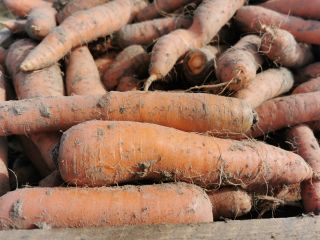 Zanahorias comestibles, grandes y largas. Para cantidades mayores, el