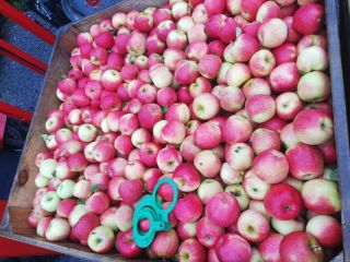 Venderé unas 10 toneladas de champús. La fruta es