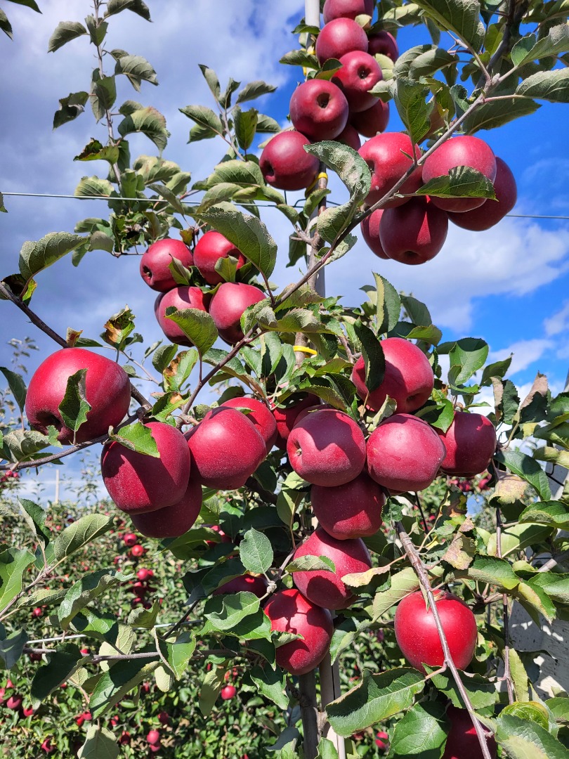 Venderé Red jonapince select en cualquier envase