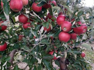Venderé manzanas jonaprinc rojas, unas 70t.También tenemos otras variedades