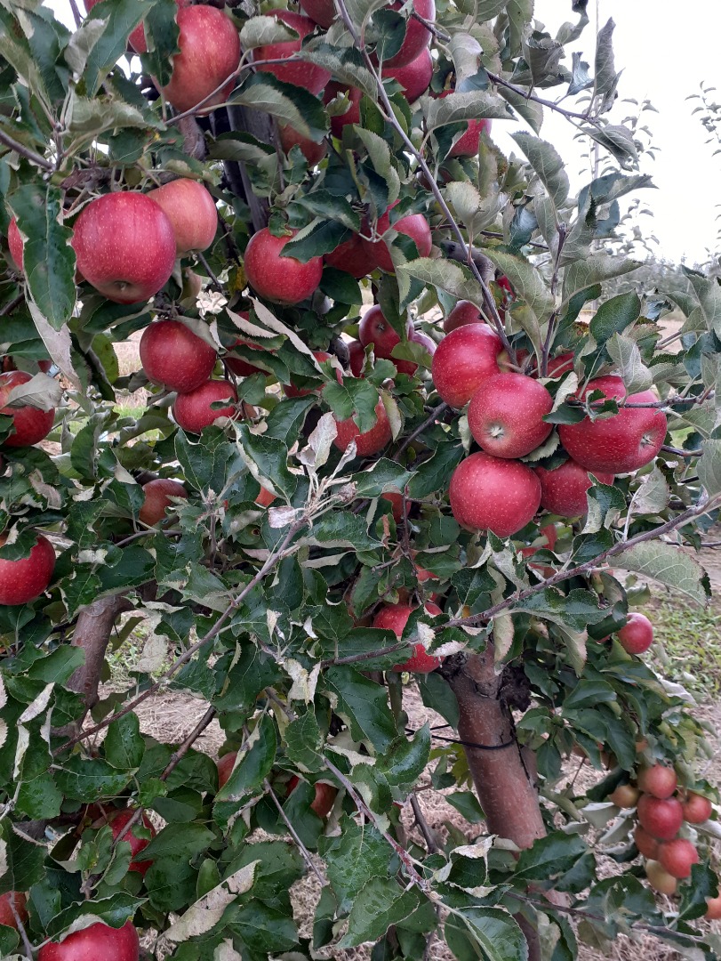 Venderé manzanas jonaprinc rojas, unas 70t.También tenemos otras variedades
