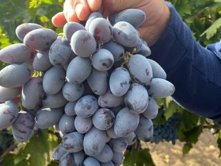 Uva de mesa "Osenii Ciornii", resistente al transporte y