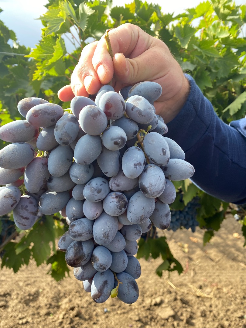 Uva de mesa "Osenii Ciornii", resistente al transporte y conservación en frigorífico