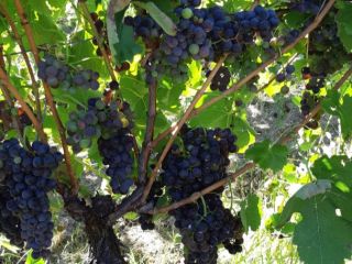 Vendemos uva en particular Aglianico con certificado DOCG estamos