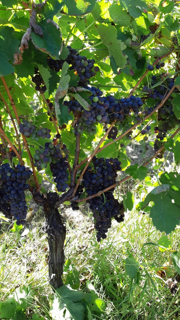 Vendemos uva en particular Aglianico con certificado DOCG estamos en el municipio de Montermarano donde en los últimos años esta uva está teniendo mucho éxito