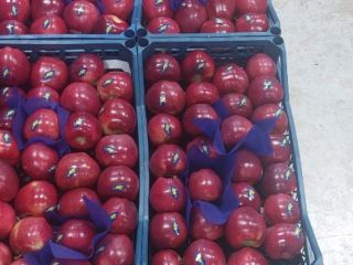Manzanas Starkinson y Granny.