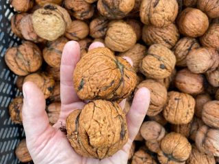 Venderé nueces grandes y hermosas. El precio por kg