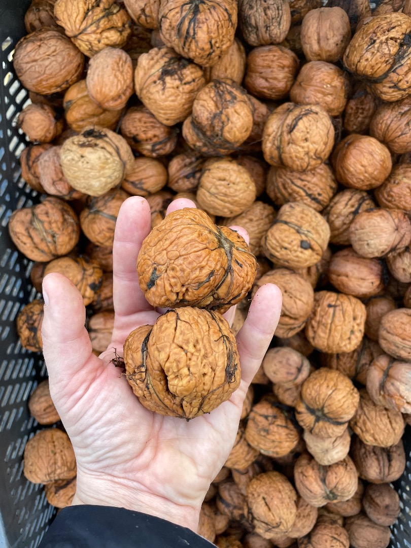 Venderé nueces grandes y hermosas