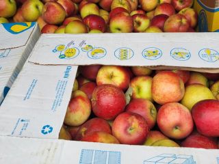 Manzanas Ionatan, zona de la corte de Arges