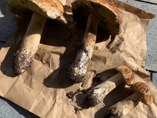 Hongos porcini frescos del bosque Extremo izquierdo 283g Al