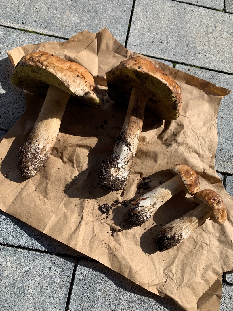 Hongos porcini frescos del bosque Extremo izquierdo 283g Al lado 307g Los dos pequeños juntos 125g