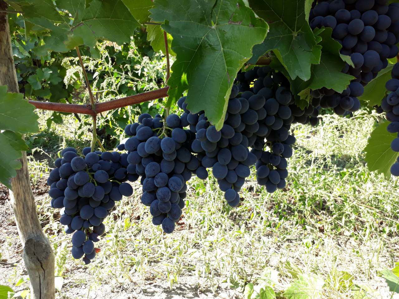 Vendemos uvas
