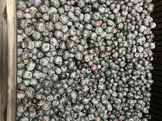 Venderé arándanos americanos congelados, fruta grande, cosechados a mano,