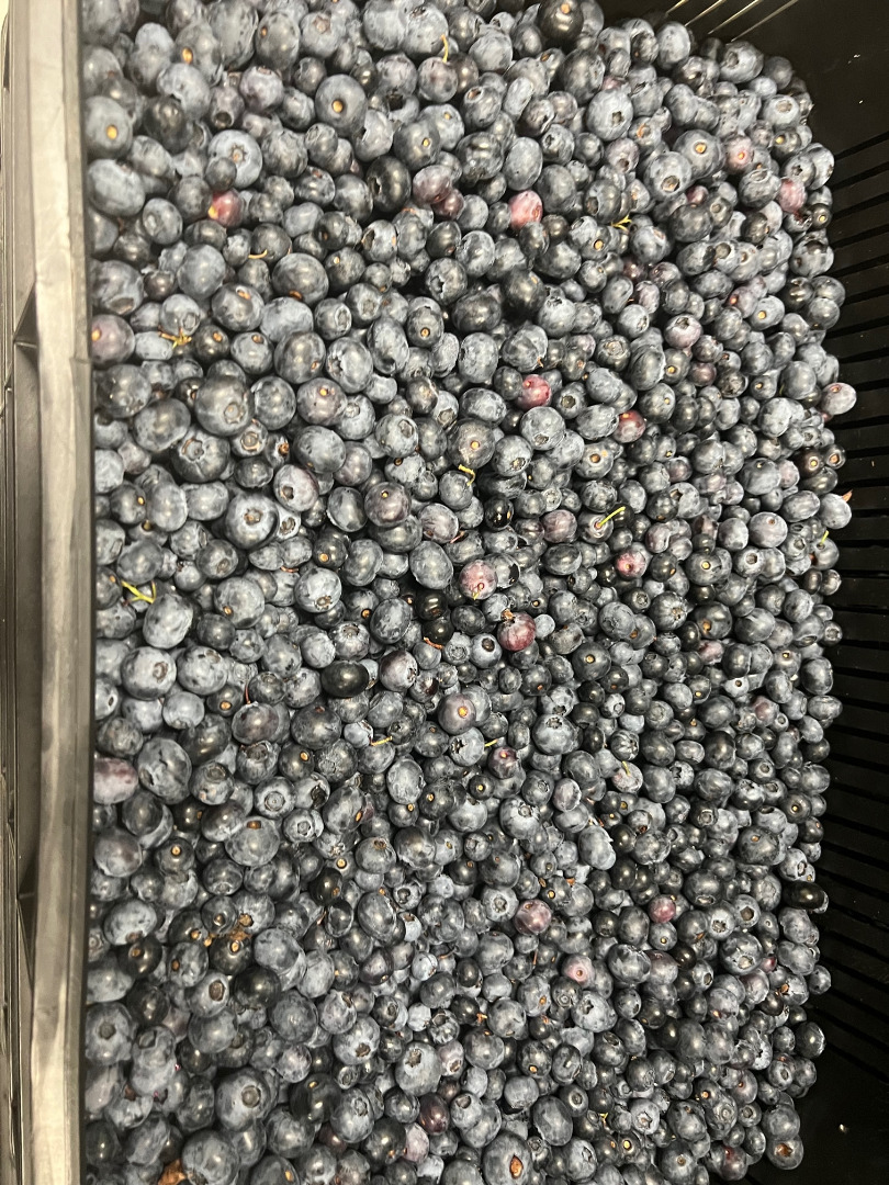 Venderé arándanos americanos congelados, fruta grande, cosechados a mano, grandes cantidades
