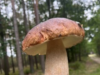 Hongos porcini frescos. Fresco si quieres, de lo contrario