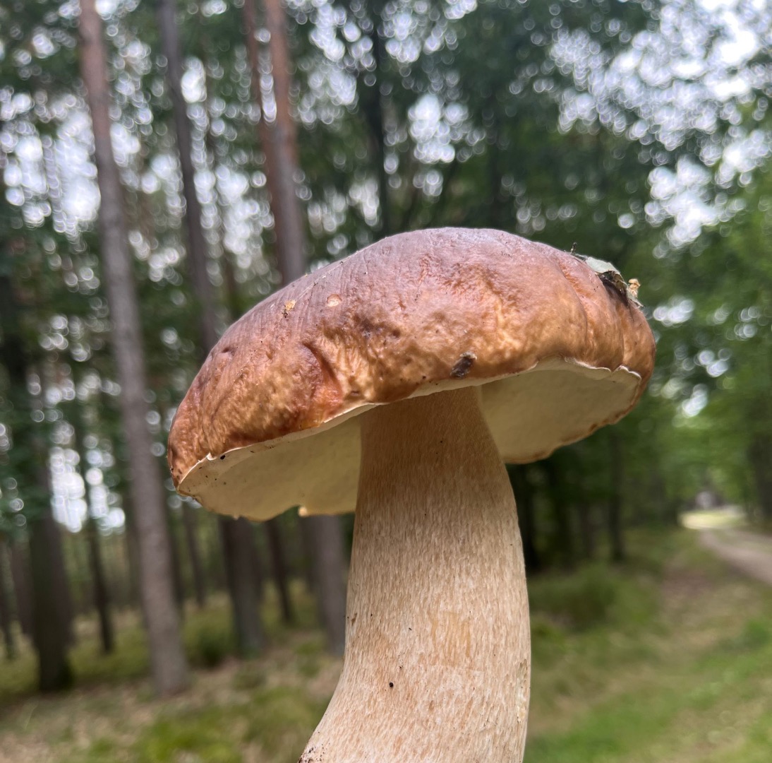 Hongos porcini frescos