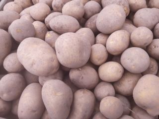 Patatas variedad lirio 45+