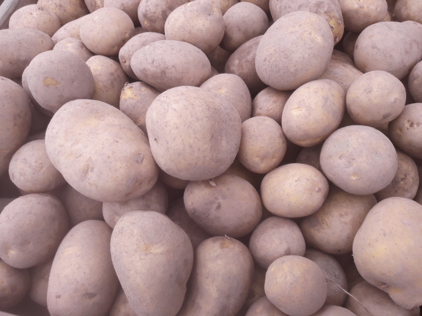 Patatas variedad lirio 45+
