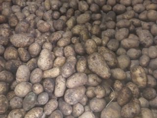 Hola, vendo patatas de la variedad Madeleine/vineta (amarilla) Irga/catania