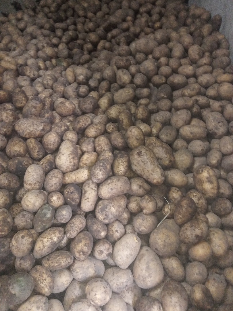 Hola, vendo patatas de la variedad Madeleine/vineta (amarilla) Irga/catania (blanca), seleccionadas manualmente