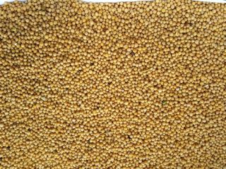 Semillas de mostaza blanca, 99 por ciento de pureza