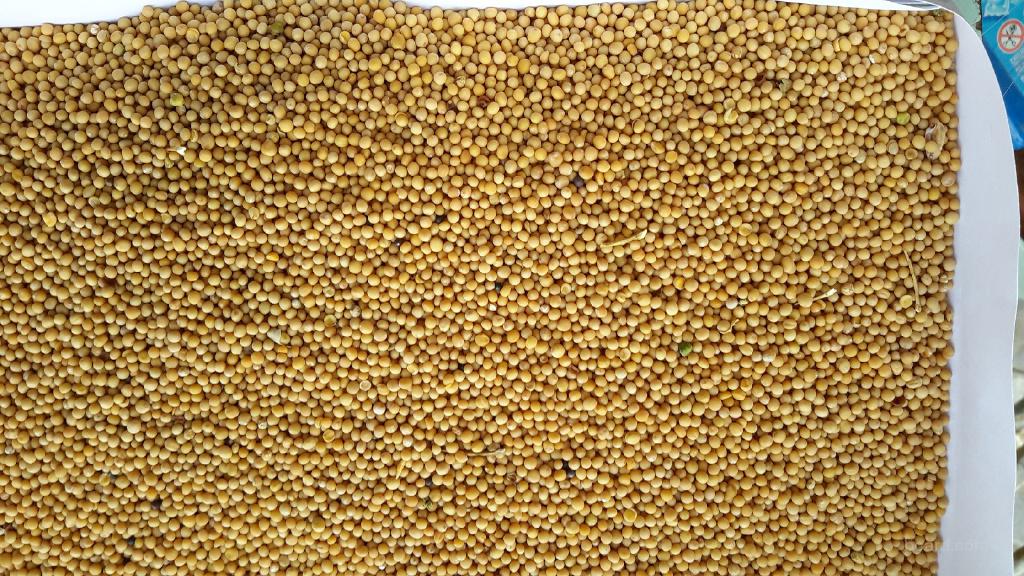 Semillas de mostaza blanca, 99 por ciento de pureza y superior