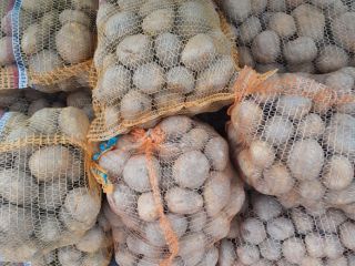Vendo papa VINETA amarilla envasada en 15 kg o