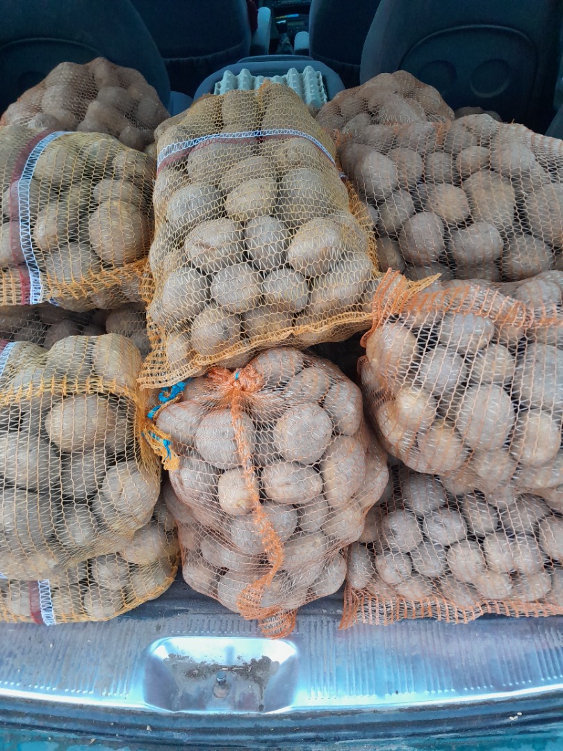 Vendo papa VINETA amarilla envasada en 15 kg o 50 kg