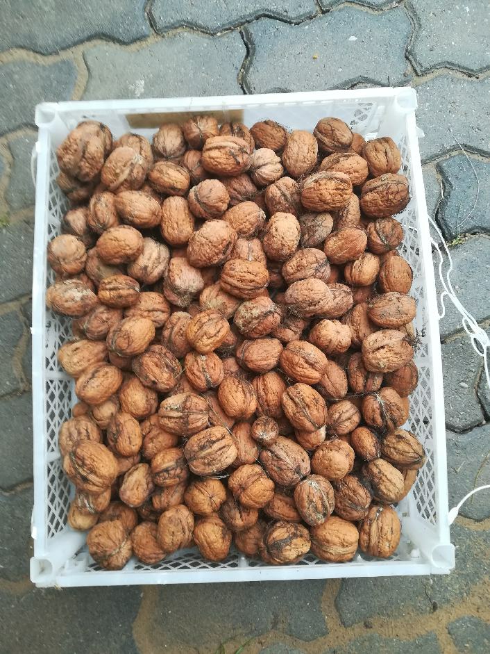 Jacks de nueces