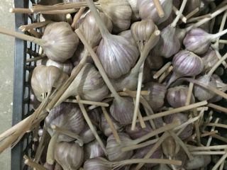 Hola. Vendo ajo de mi propio cultivo, la variedad