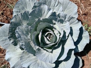 Tenemos Lechuga, pimiento verde, tomate y col