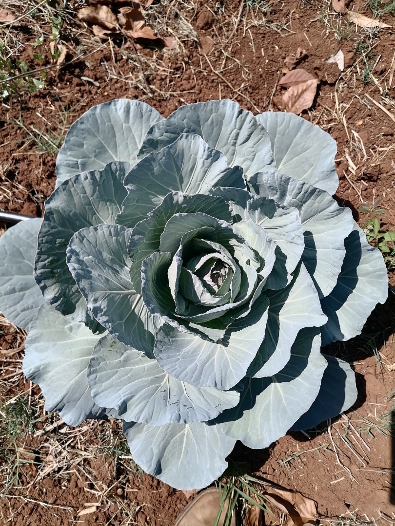 Tenemos Lechuga, pimiento verde, tomate y col