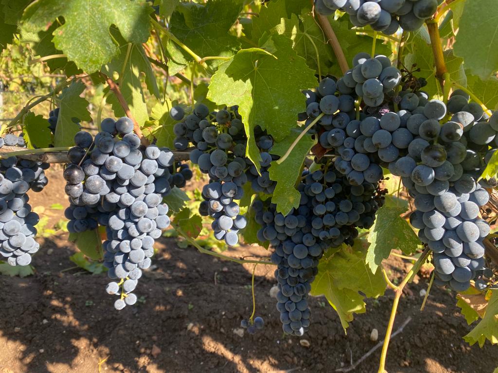 Vendo uvas Aglianico