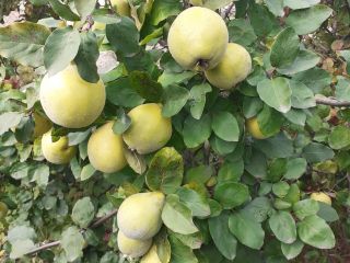 Fruta de membrillo para la inmunidad: sin fumigación, de
