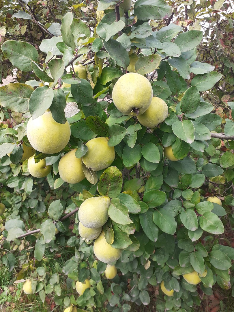 Fruta de membrillo para la inmunidad: sin fumigación, de su propio jardín lejos de la ciudad