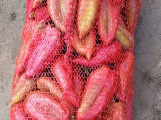 Pimientos Kapia y Gogosari a la venta en grandes