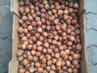 Deliciosos frutos secos de la cosecha de este año