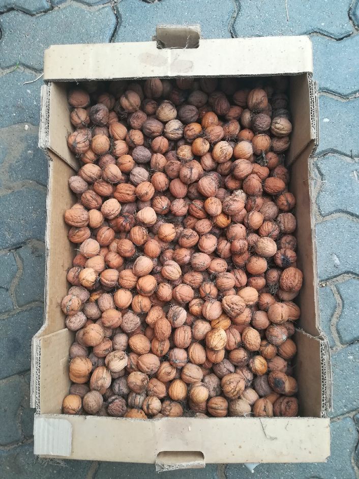 Deliciosos frutos secos de la cosecha de este año
