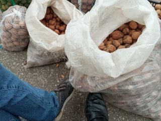 Venderé Nueces Jacek Świerże cáscara blanda de nuestra propia