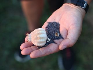 Las semillas de amapola orgánicas producidas en 2022 y