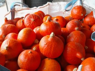 Hola, vendo unas 3 toneladas de calabaza hokaido organica.